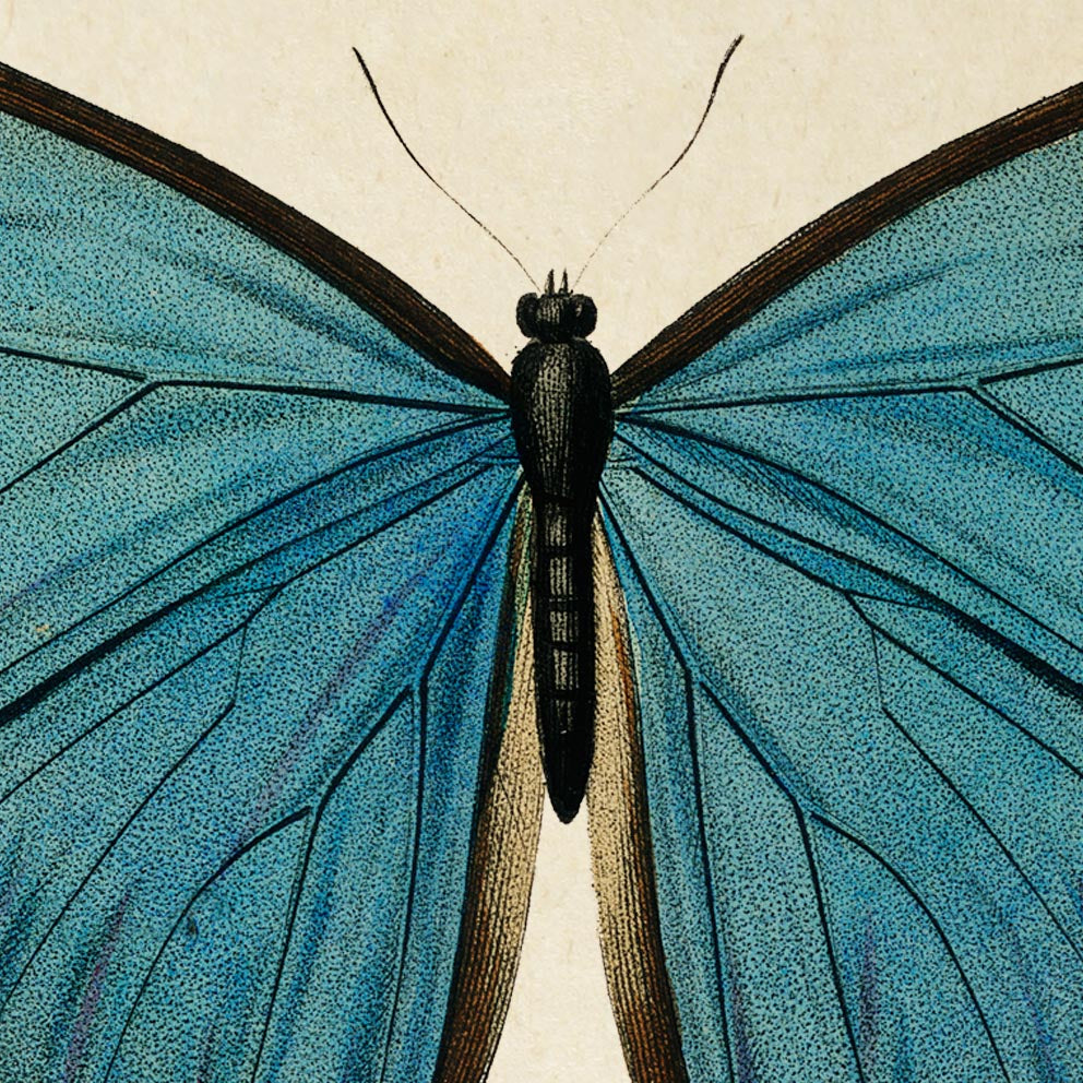 Pósteres de mariposas vintage "PAPILLONS" Juego de 3 impresiones