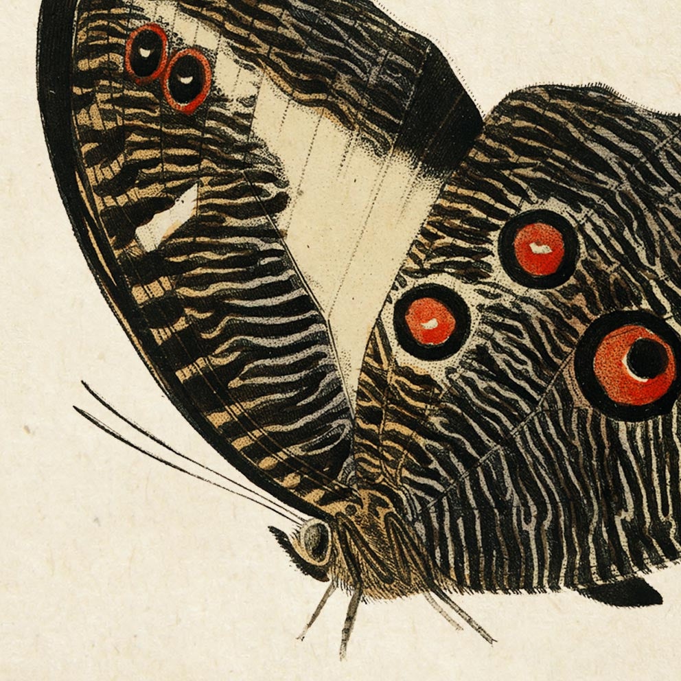 Pósteres de mariposas vintage "PAPILLONS" Juego de 3 impresiones