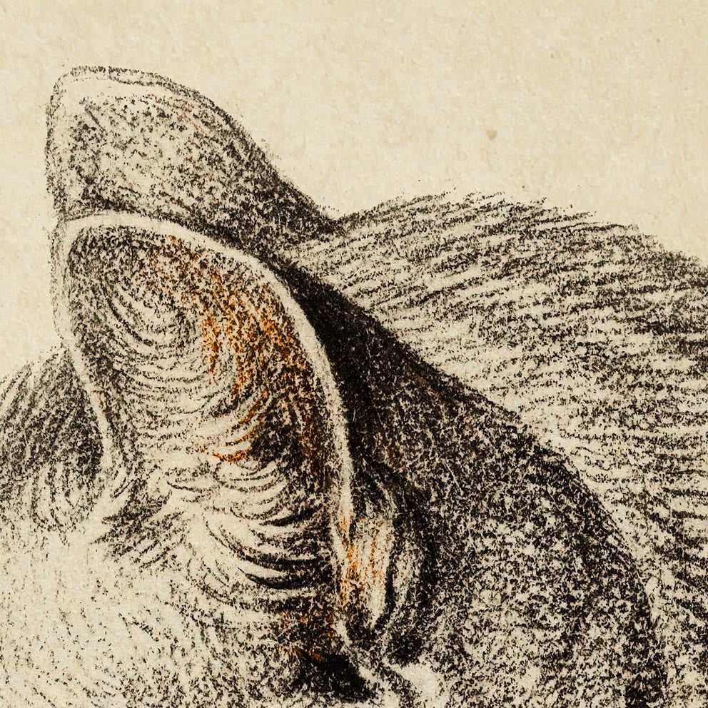 Tríptico de animales antiguos, serie 1 (juego de 3 láminas)