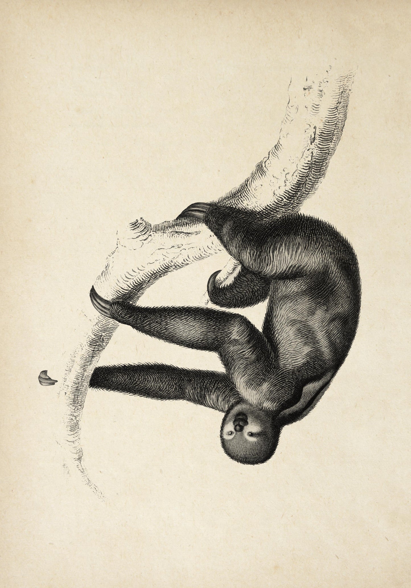 Tríptico de animales antiguos, serie 1 (juego de 3 láminas)