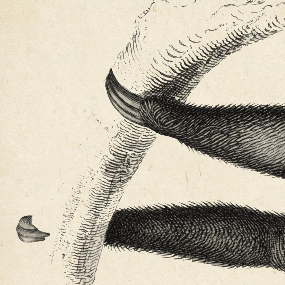 Tríptico de animales antiguos, serie 1 (juego de 3 láminas)