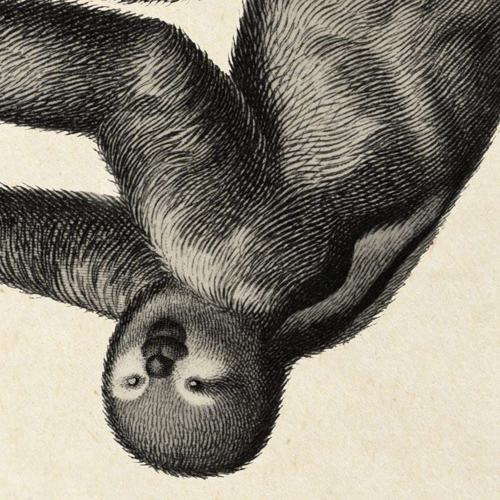 Tríptico de animales antiguos, serie 1 (juego de 3 láminas)