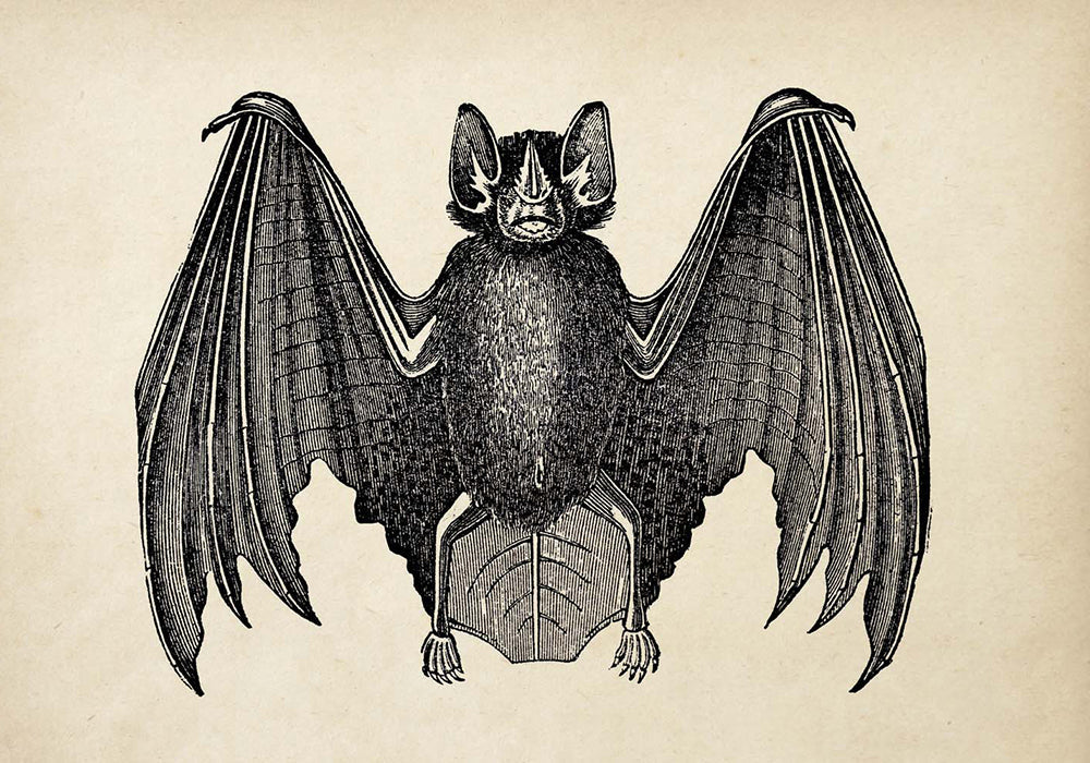 Set of 3 bat prints