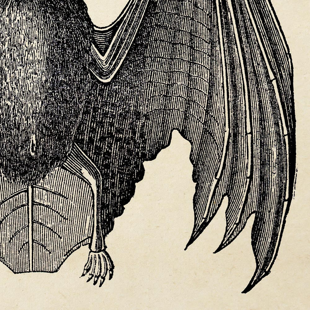 Set of 3 bat prints