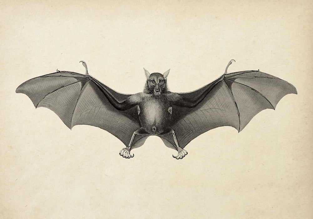Set of 3 bat prints