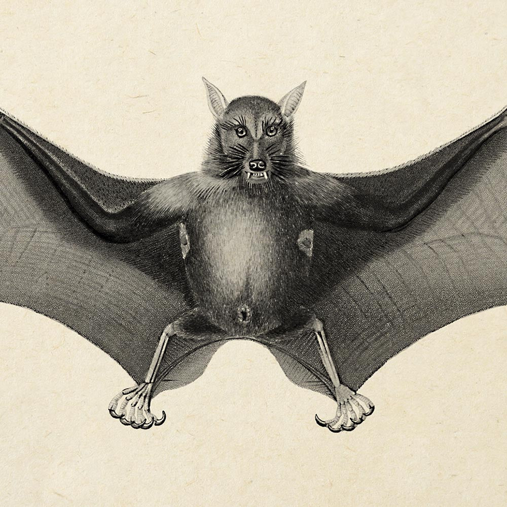 Set of 3 bat prints
