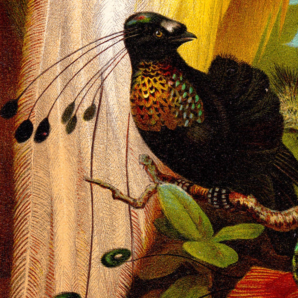 Conjunto de 3 láminas con ilustraciones de insectos antiguos