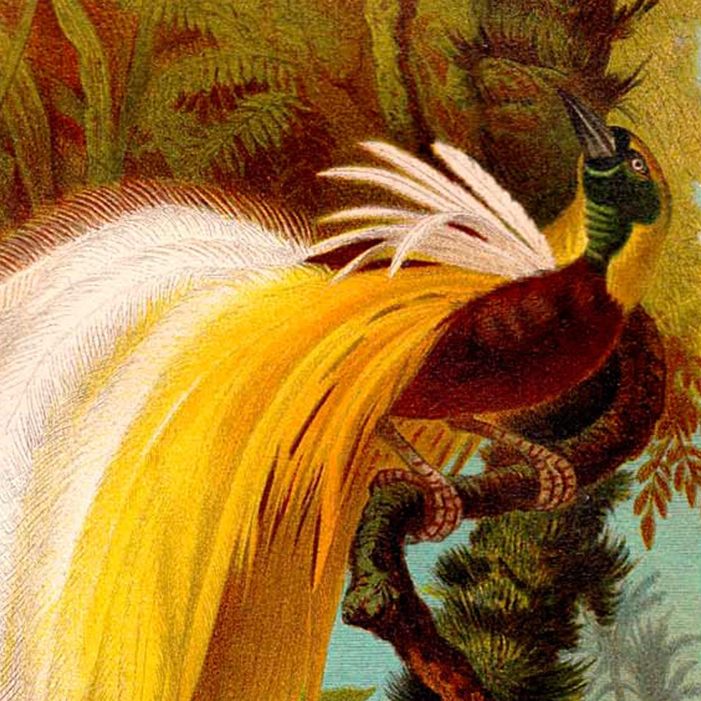 Conjunto de 3 láminas con ilustraciones de insectos antiguos