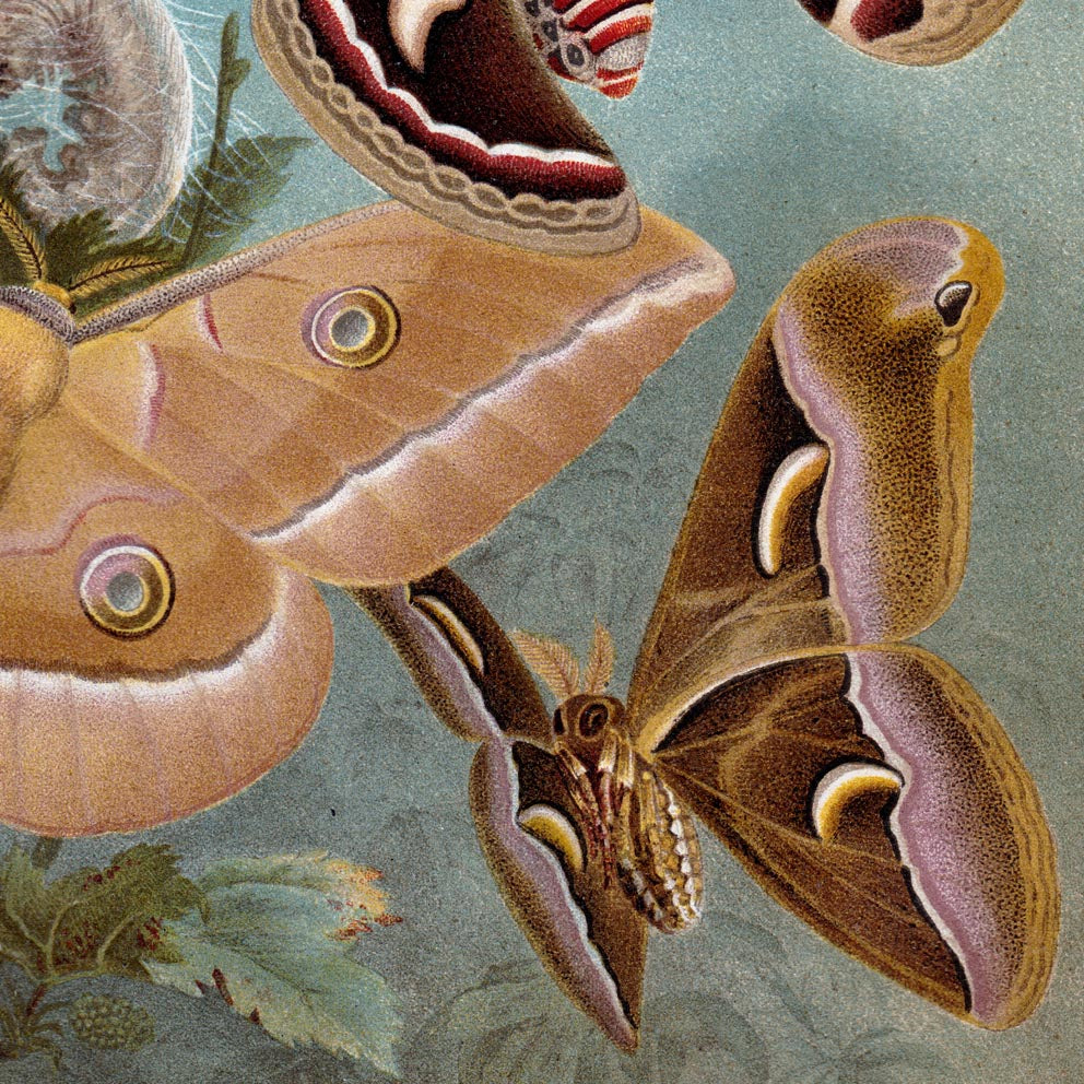 Conjunto de 3 láminas con ilustraciones de insectos antiguos