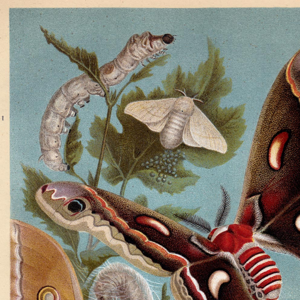 Conjunto de 3 láminas con ilustraciones de insectos antiguos