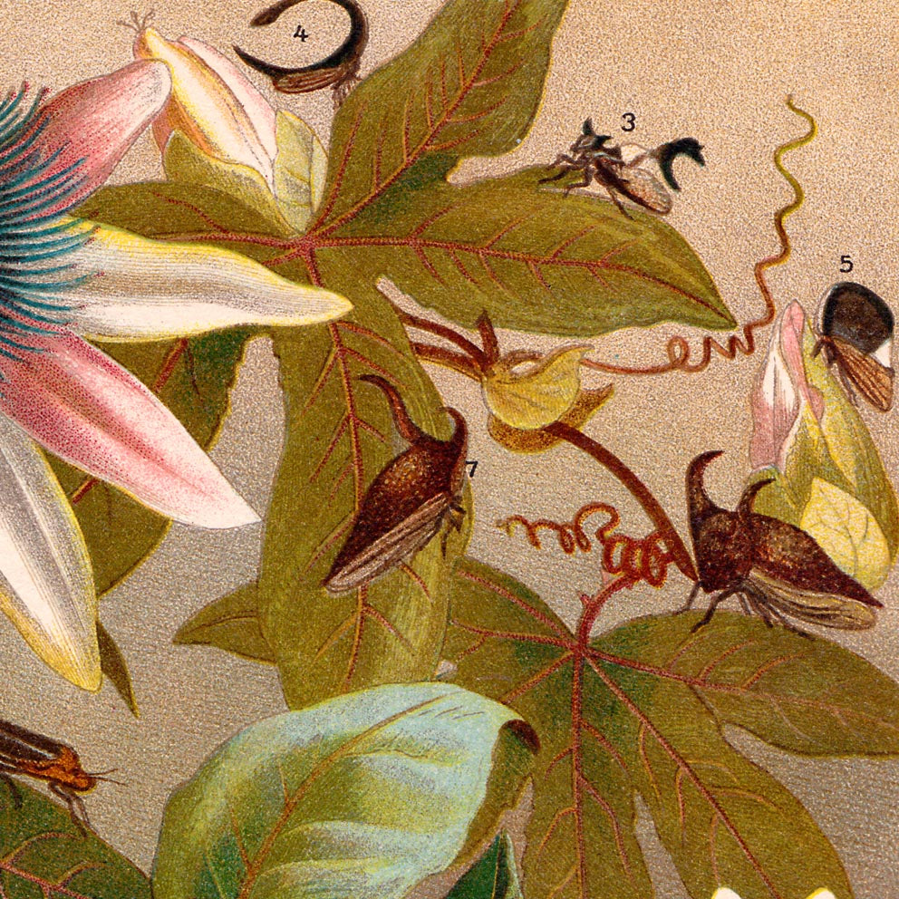 Conjunto de 3 láminas con ilustraciones de insectos antiguos