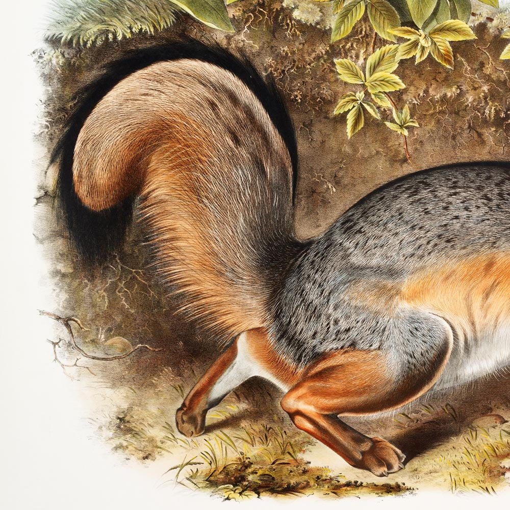 Conjunto de 2 carteles de Fox