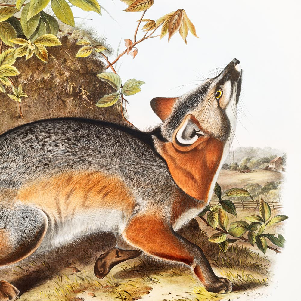 Conjunto de 2 carteles de Fox