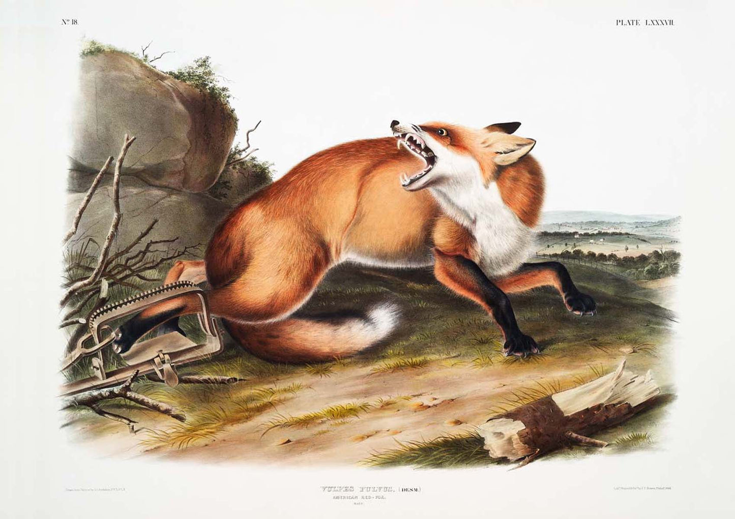 Conjunto de 2 carteles de Fox