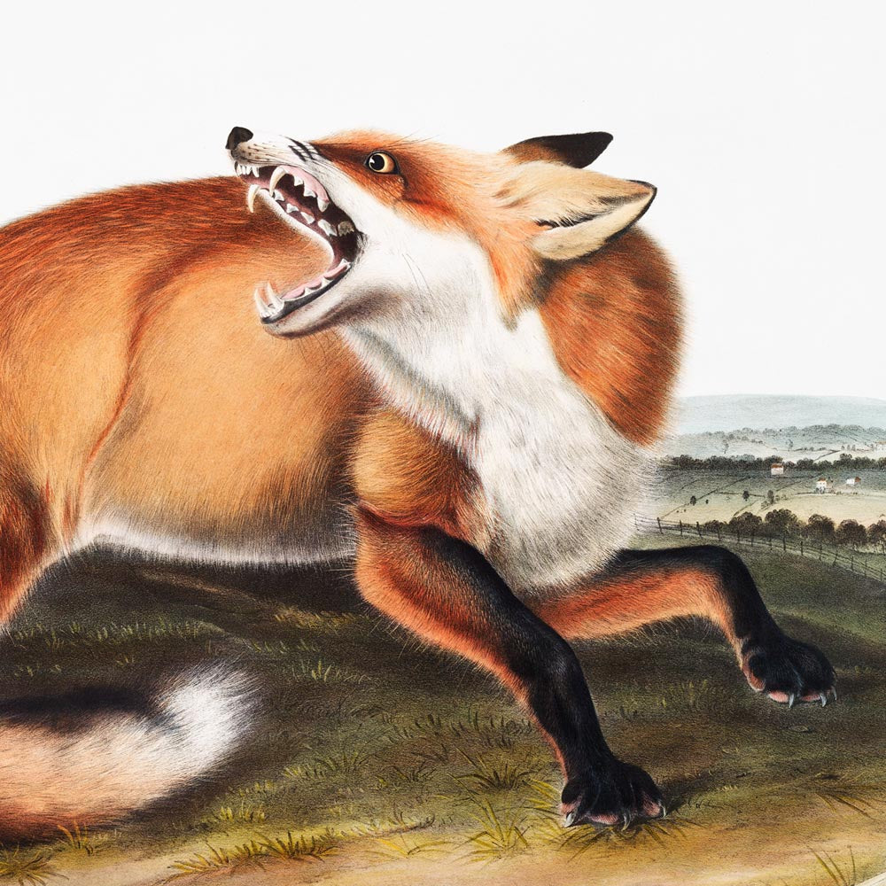 Conjunto de 2 carteles de Fox