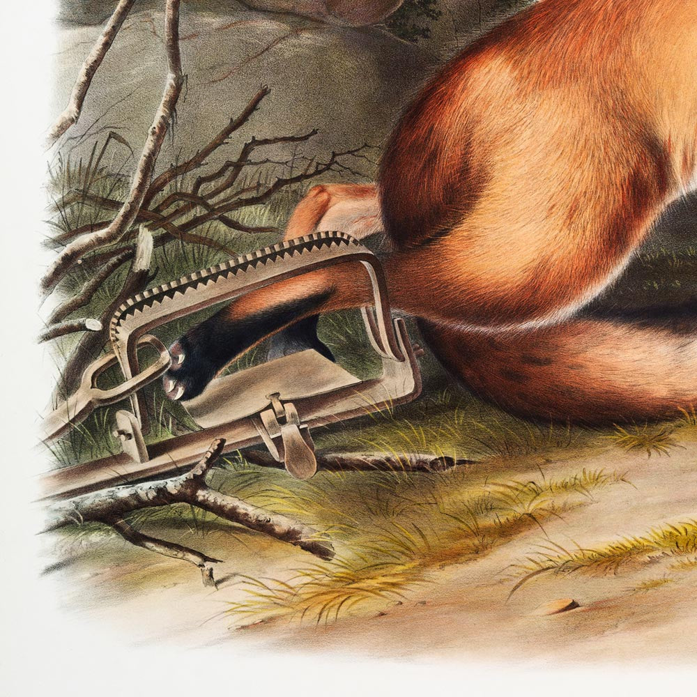 Conjunto de 2 carteles de Fox