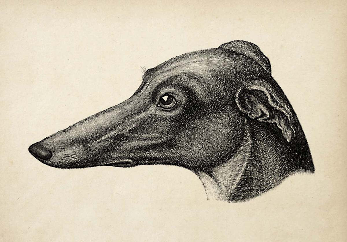 Conjunto de 3 impresiones con ilustraciones de perros antiguos