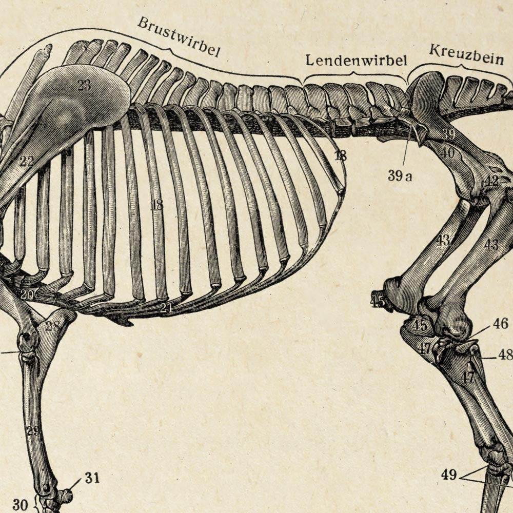 Conjunto de 3 impresiones con ilustraciones de caballos antiguos