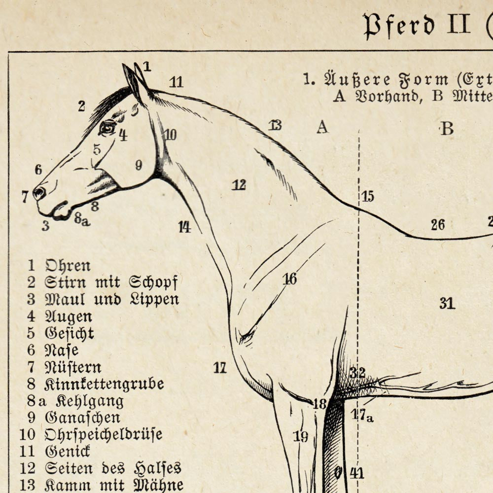 Conjunto de 3 impresiones con ilustraciones de caballos antiguos