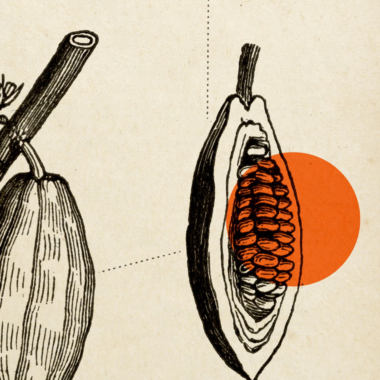 Conjunto de 3 impresiones con ilustraciones de café, cacao y lúpulo vintage