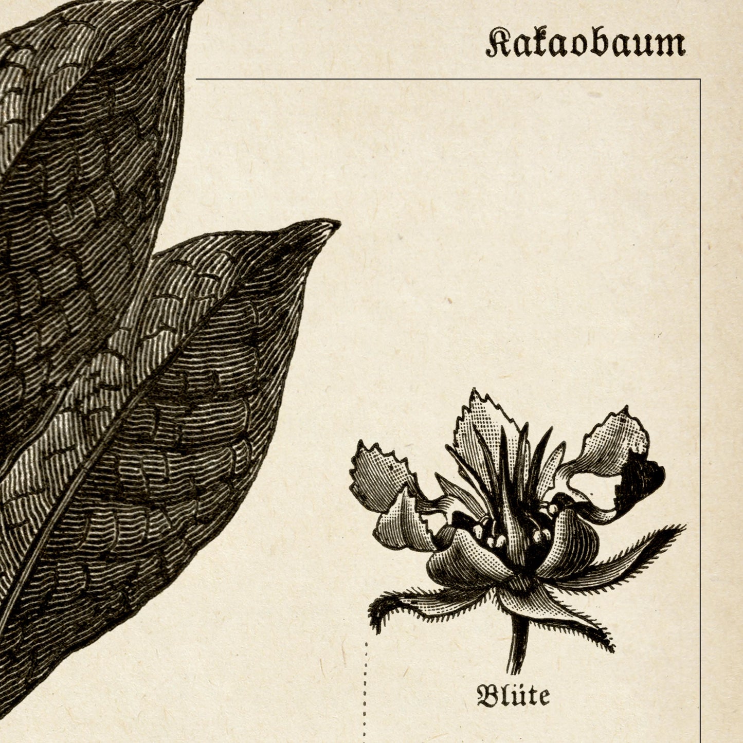 Conjunto de 3 impresiones con ilustraciones de café, cacao y lúpulo vintage