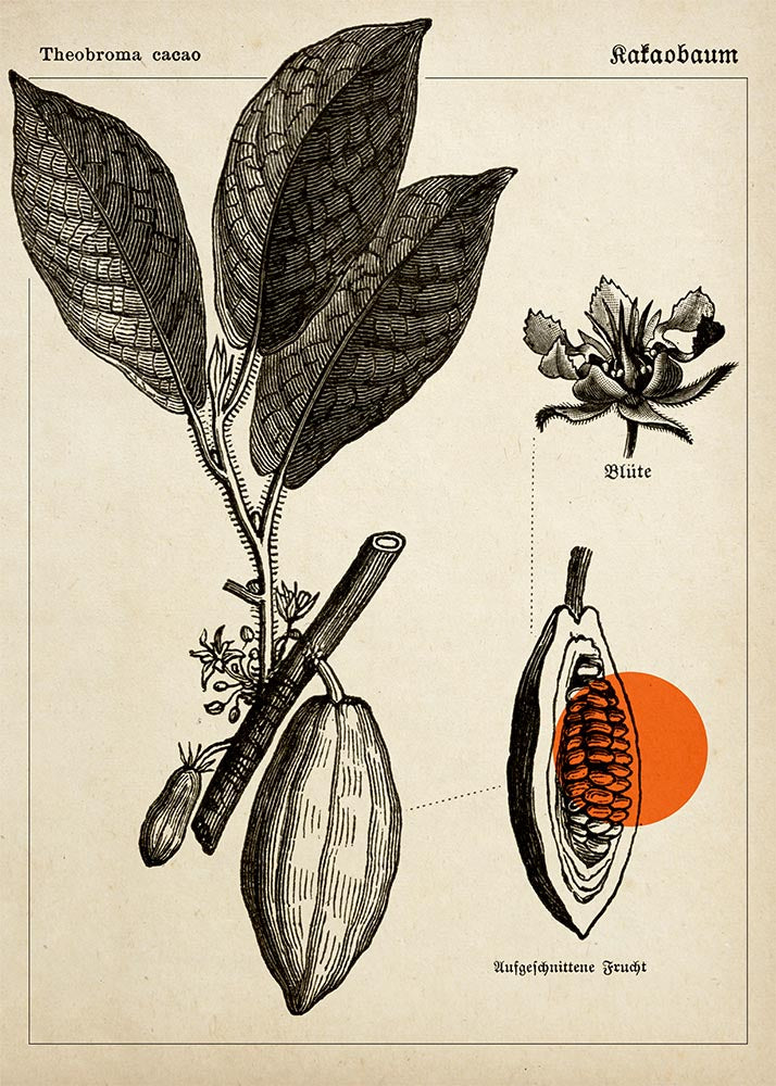 Conjunto de 3 impresiones con ilustraciones de café, cacao y lúpulo vintage