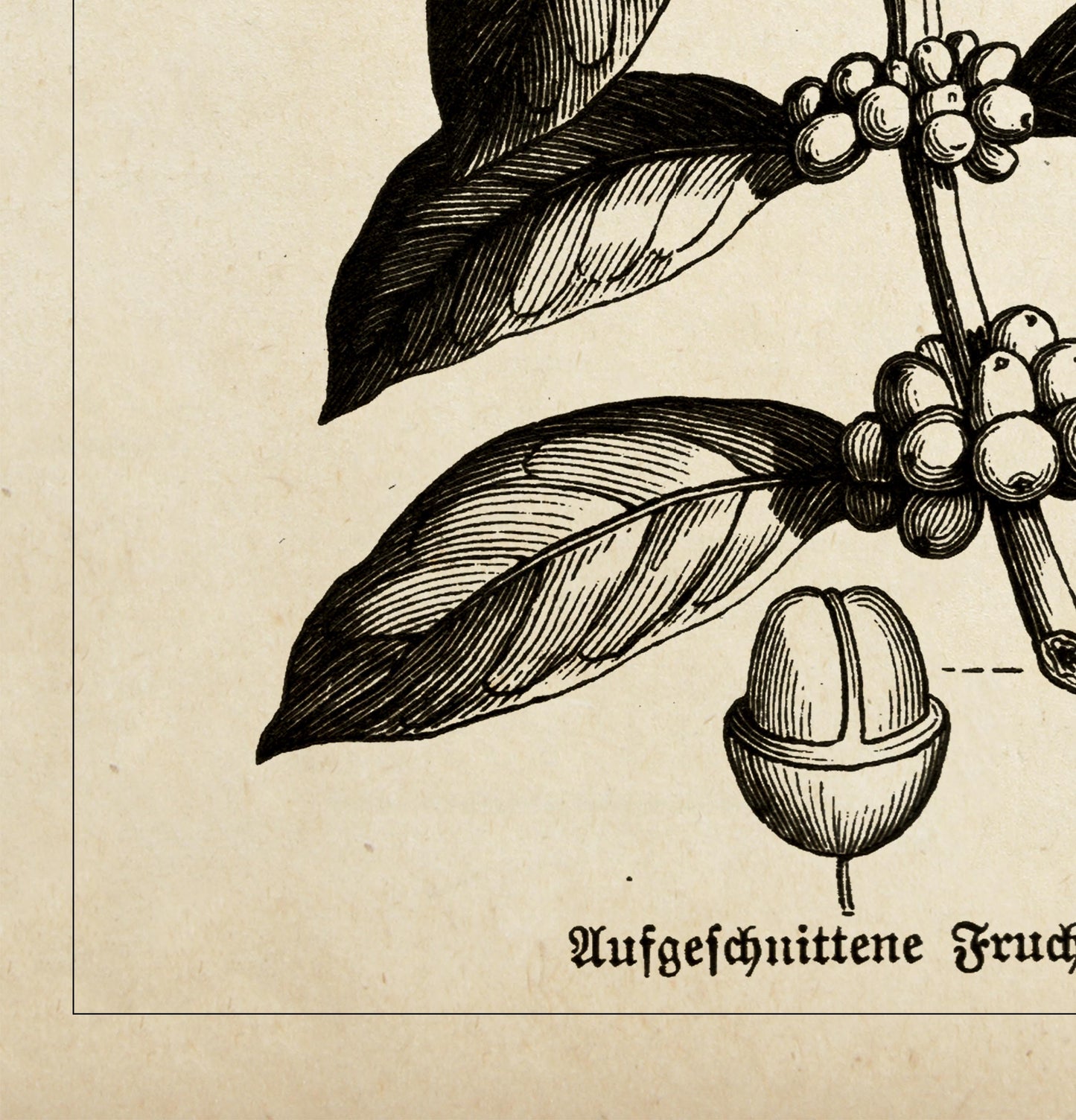 Conjunto de 3 impresiones con ilustraciones de café, cacao y lúpulo vintage