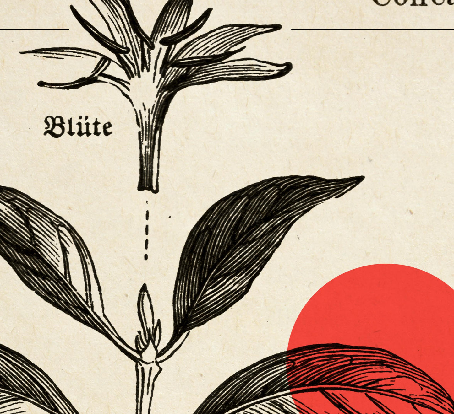 Conjunto de 3 impresiones con ilustraciones de café, cacao y lúpulo vintage