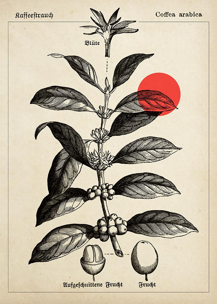 Conjunto de 3 impresiones con ilustraciones de café, cacao y lúpulo vintage