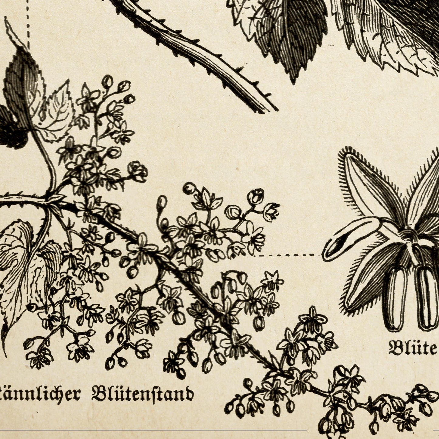 Conjunto de 3 impresiones con ilustraciones de café, cacao y lúpulo vintage