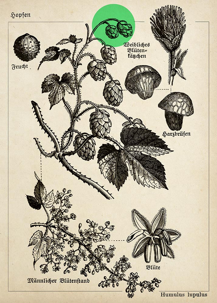 Conjunto de 3 impresiones con ilustraciones de café, cacao y lúpulo vintage