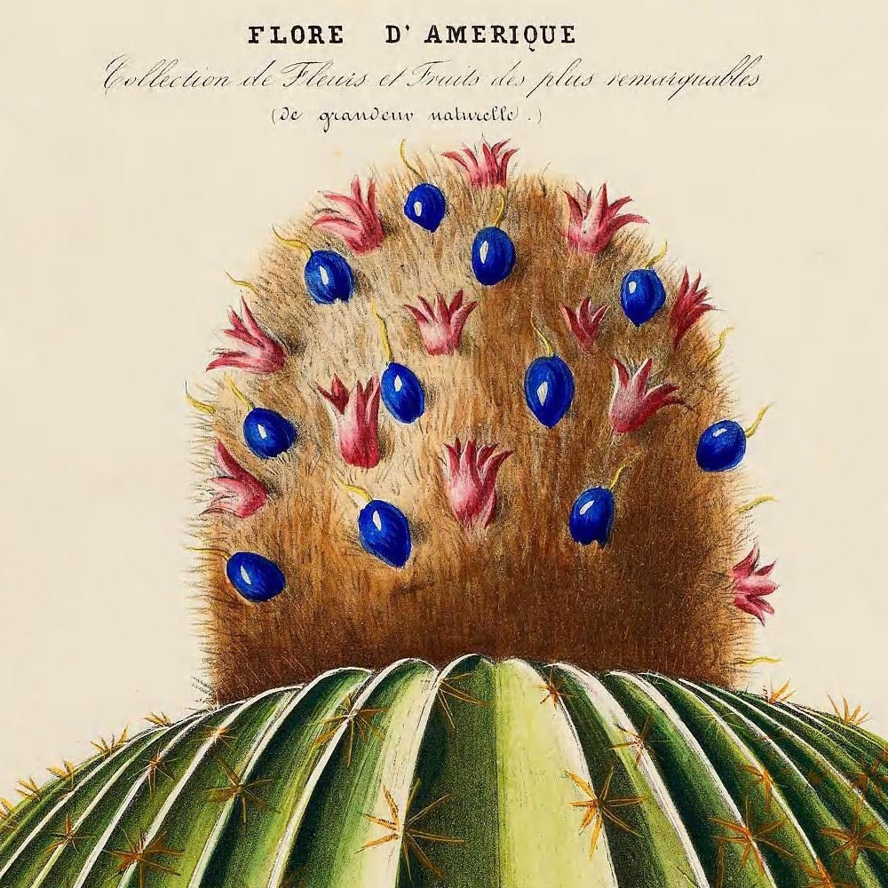 Juego de 3 láminas de cactus y flores