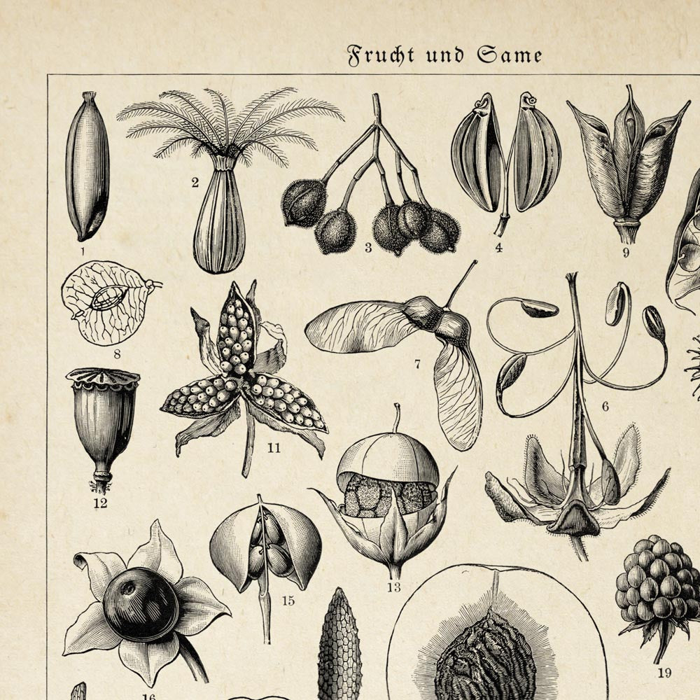 Conjunto de 3 impresiones de gráficos de verduras