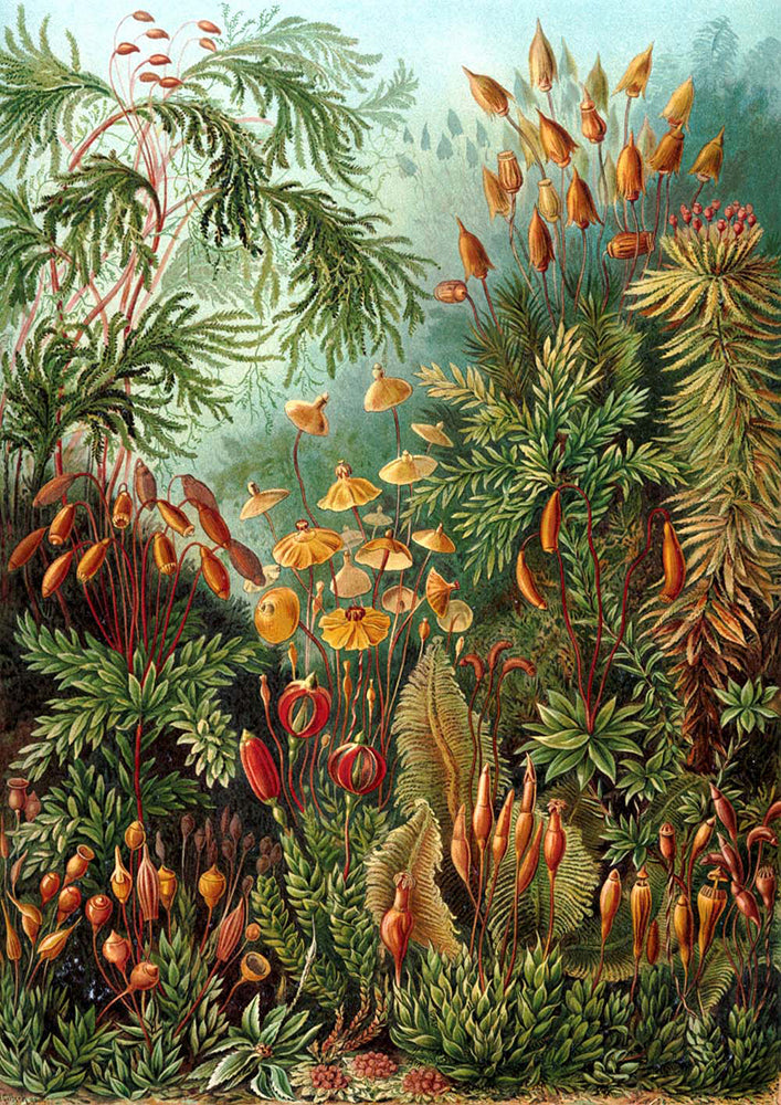 Botanical Haeckel Set of 3 Prints