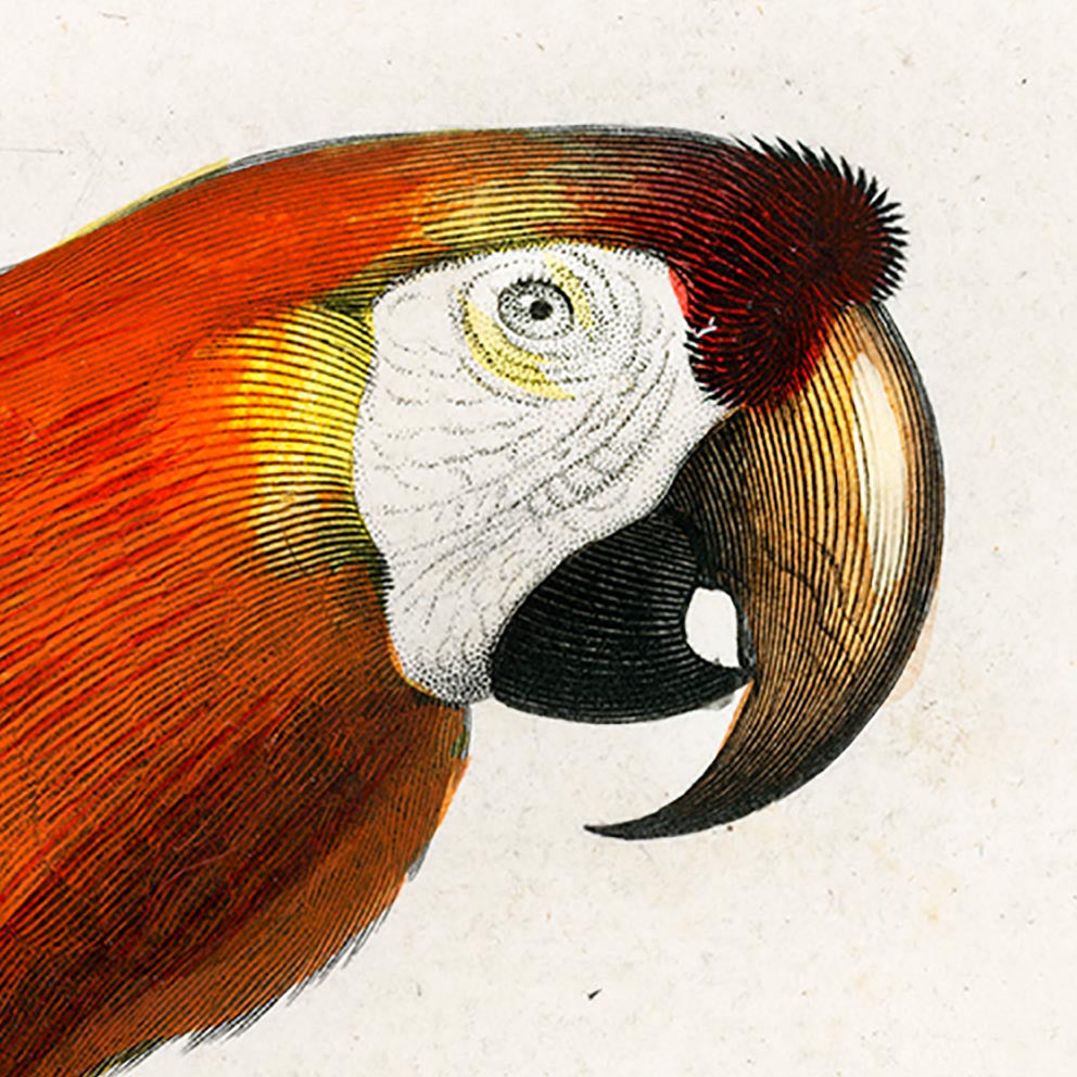 Conjunto de 3 impresiones con ilustraciones de aves vintage