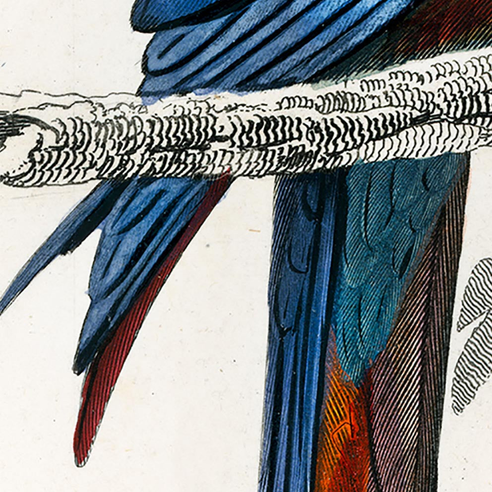 Conjunto de 3 impresiones con ilustraciones de aves vintage
