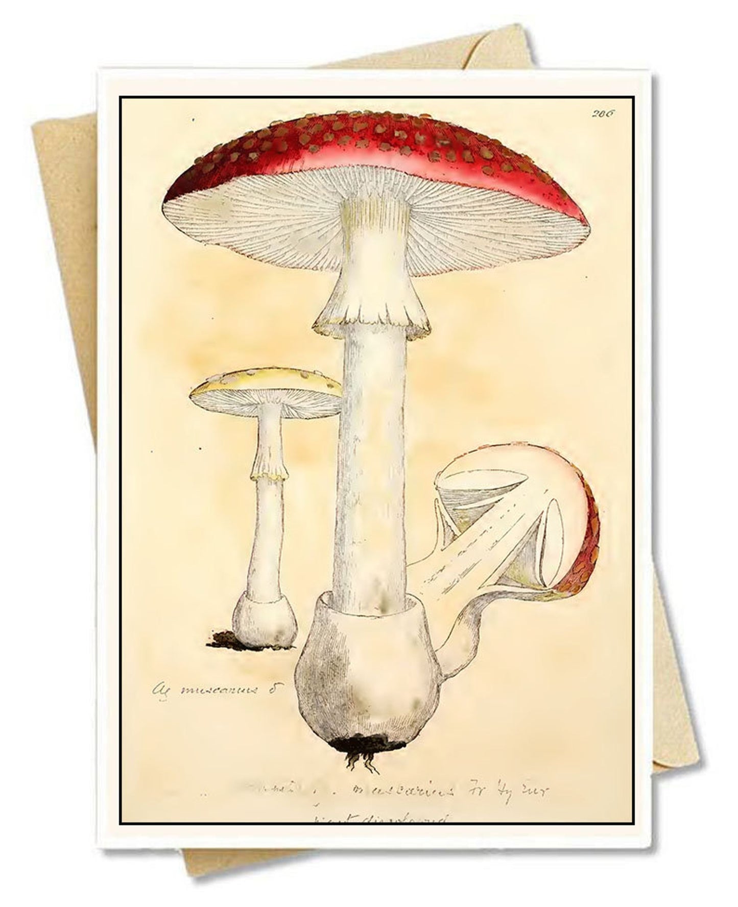 Tarjetas de notas con hongos antiguos (hongos botánicos 02)