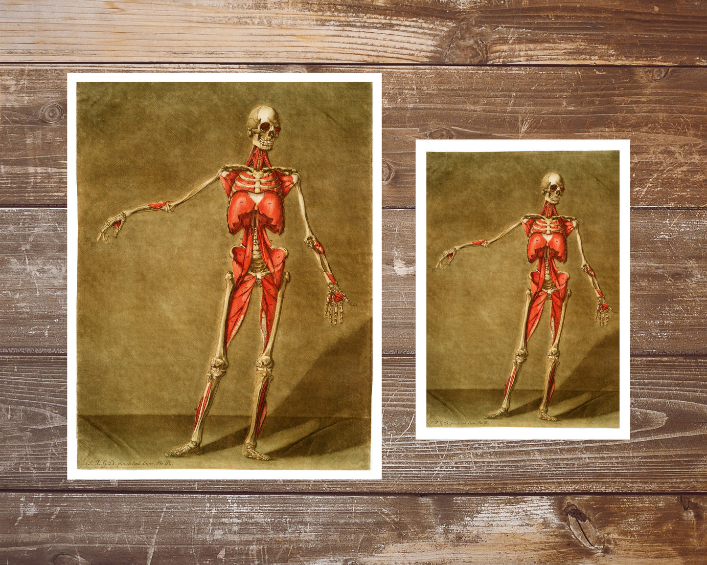 Vintage anatomical illustration | Skeleton and muscle | Giclée fine art print | Modern Vintage decor | Eco-friendly gift