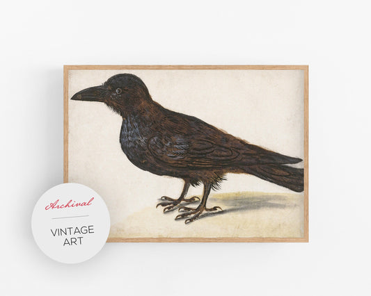 A vintage art print of a black crow (raven) perched on a surface, with a label indicating it is a vintage art piece.