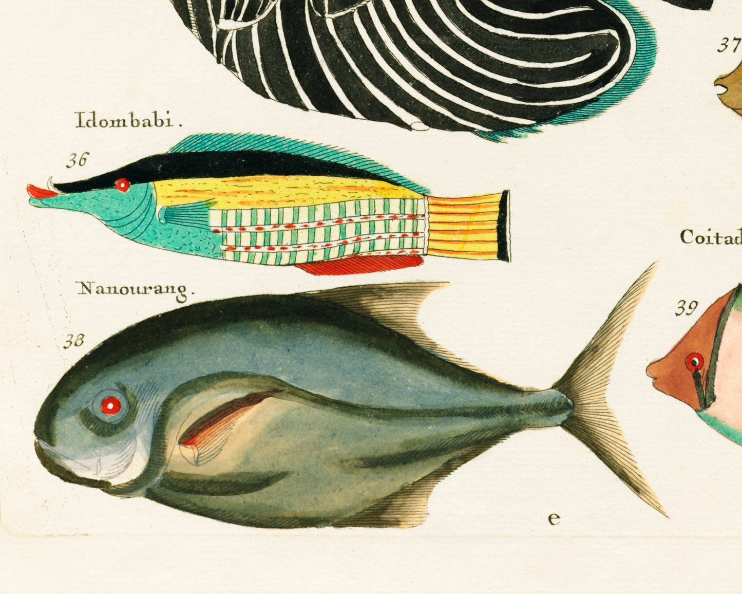 Colorful vintage fish | 18th century natural history | Ocean, aquarium, tropical animal life illustration | | Eco-friendly gift