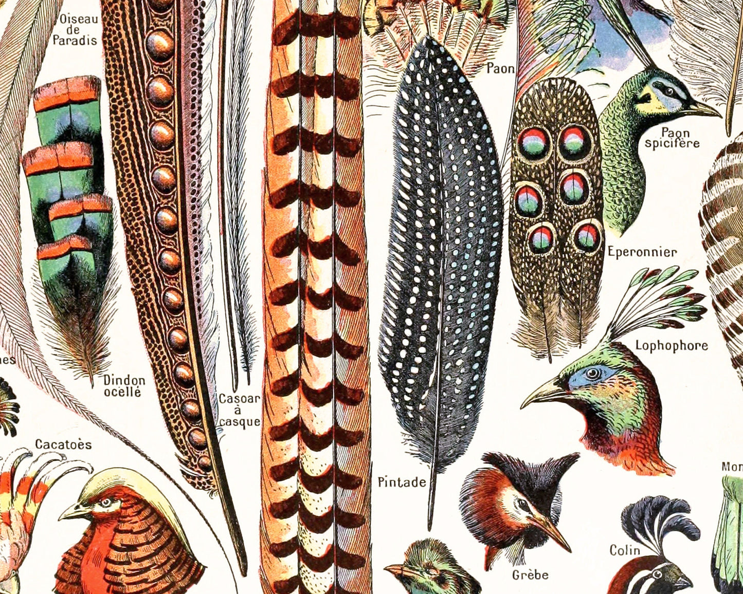 Lámina de plumas francesas | Plumas y pájaros antiguos | Ilustración del diccionario Le Larousse | Adolphe Millot | Arte mural de historia natural