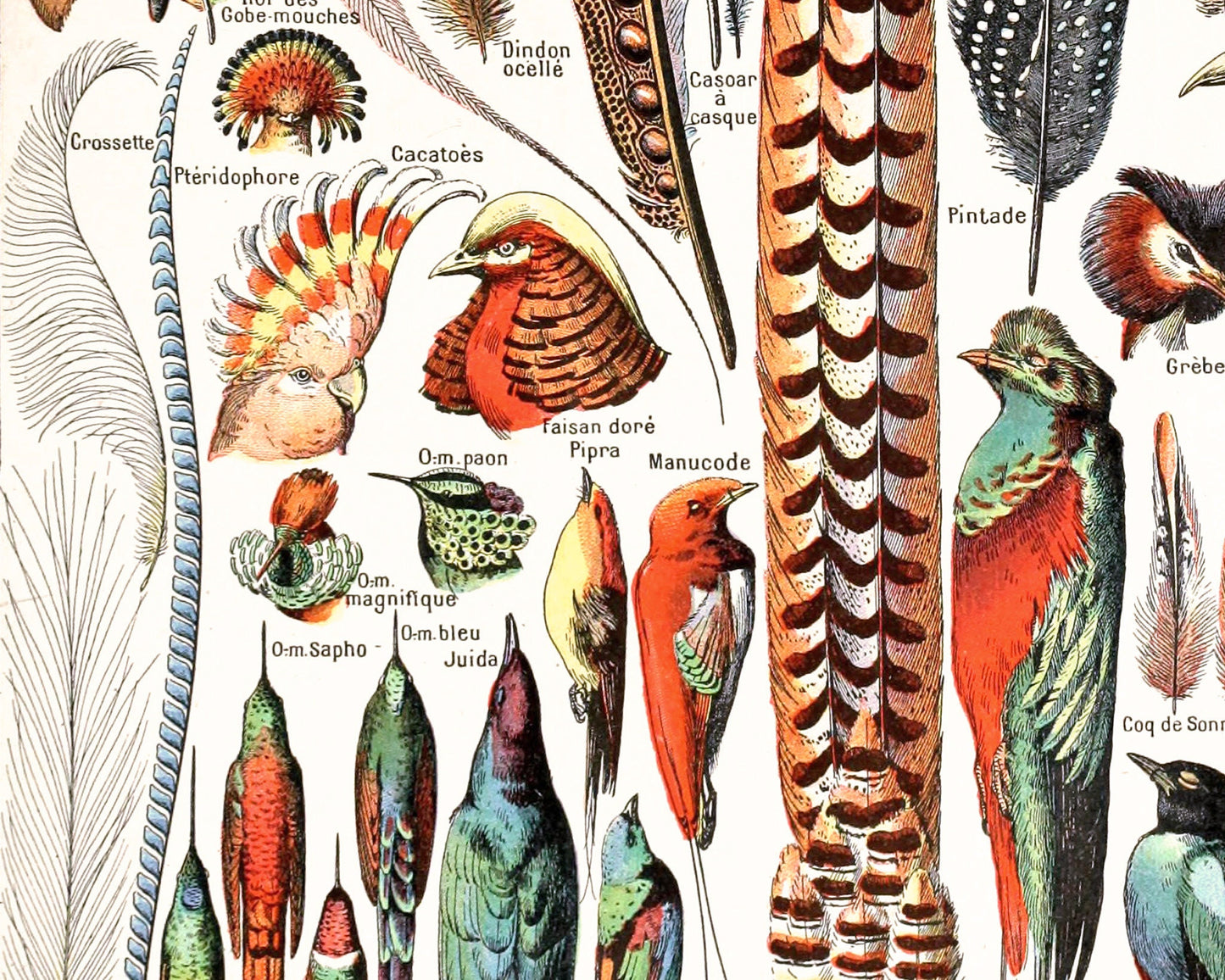 Lámina de plumas francesas | Plumas y pájaros antiguos | Ilustración del diccionario Le Larousse | Adolphe Millot | Arte mural de historia natural