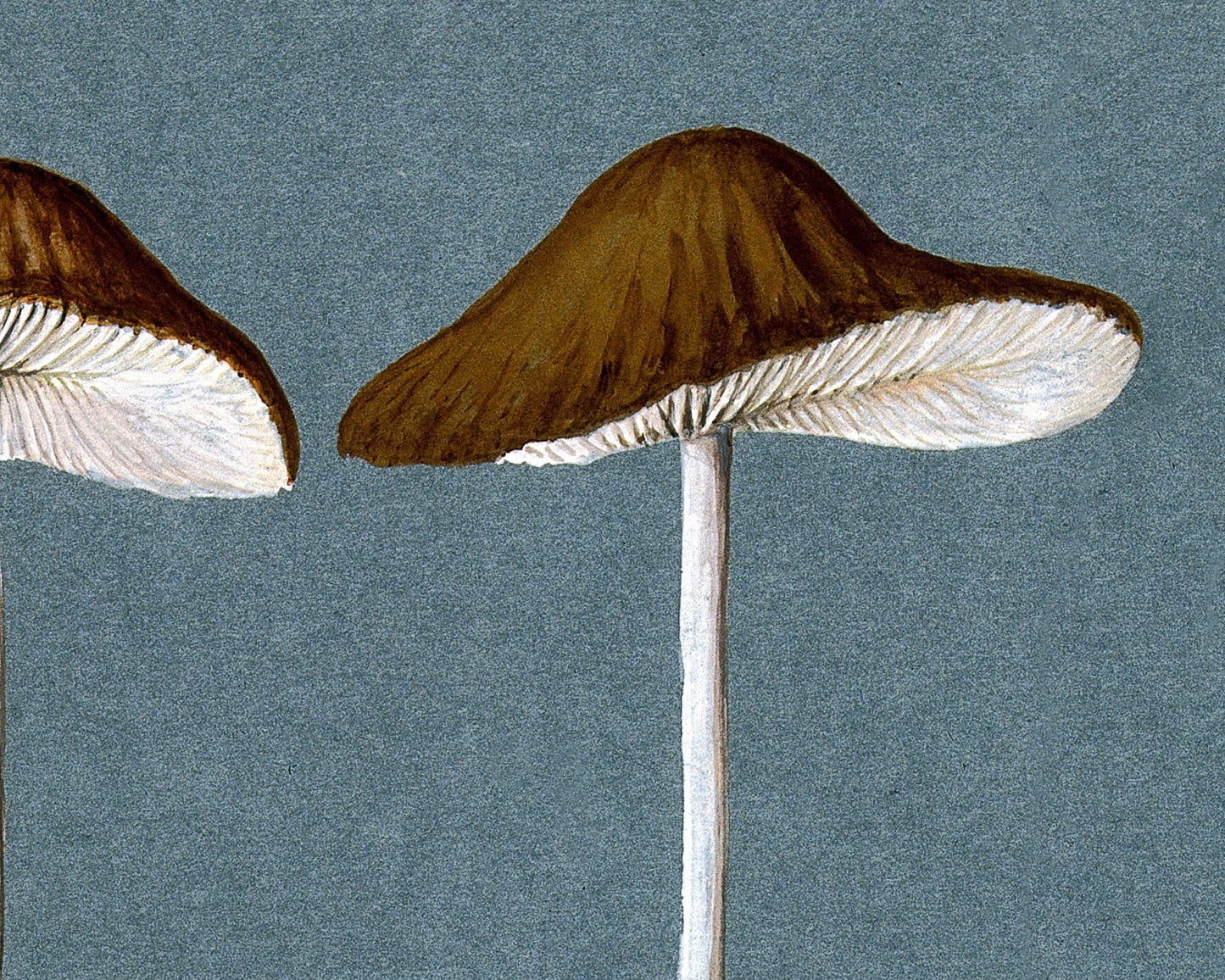 Vintage mushroom art print | Fungus, fungi illustration | Antique botanical print | Natural History wall art | Modern vintage decor