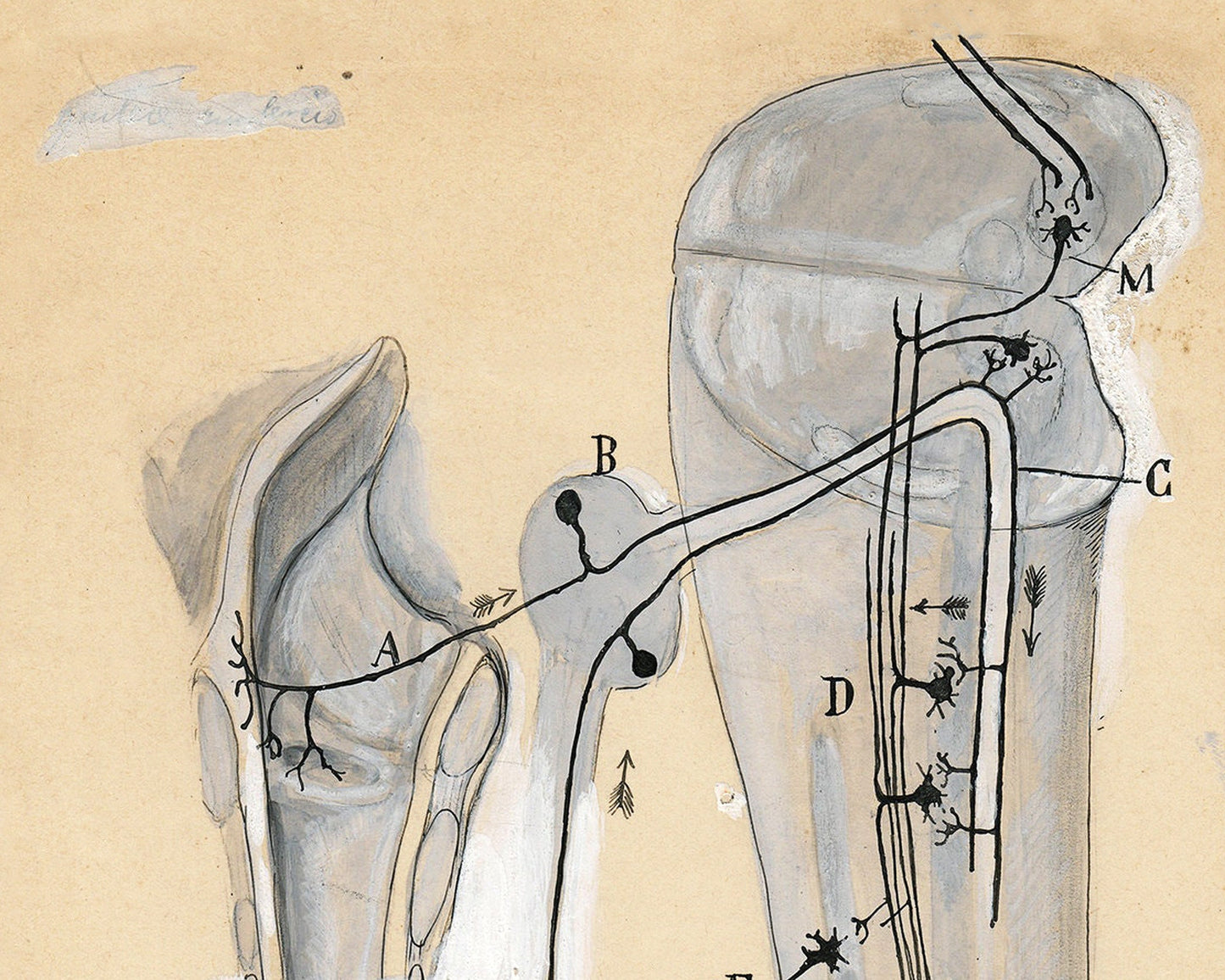 Dibujo de anatomía antigua | Santiago Ramón y Cajal | Ilustración anatómica antigua | Arte en neurociencia y biología | Artista español