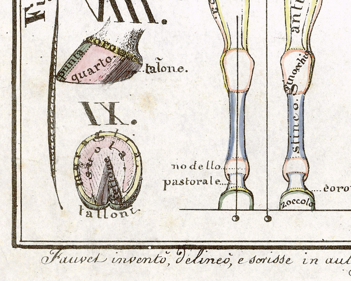 Vintage anatomical illustration | Horse anatomy | Hippographyometry | Antique Italian infographic | Veterinarian and doctor gift