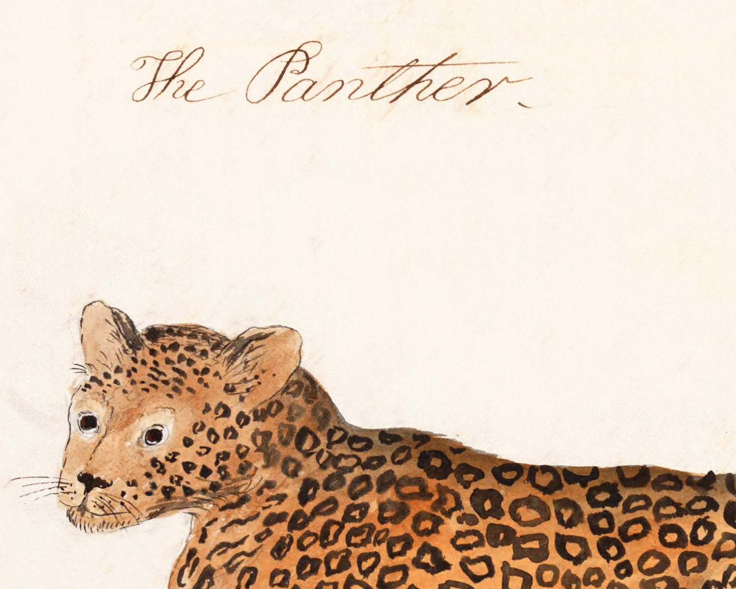 Vintage cheetah print | Antique animal art | Naturalist journal | Jungle cat wall art | Zoology illustration | Wild animal portrait