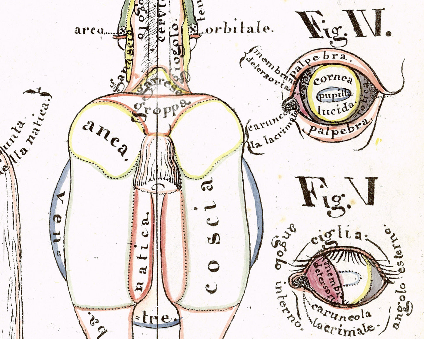 Vintage anatomical illustration | Horse anatomy | Hippographyometry | Antique Italian infographic | Veterinarian and doctor gift