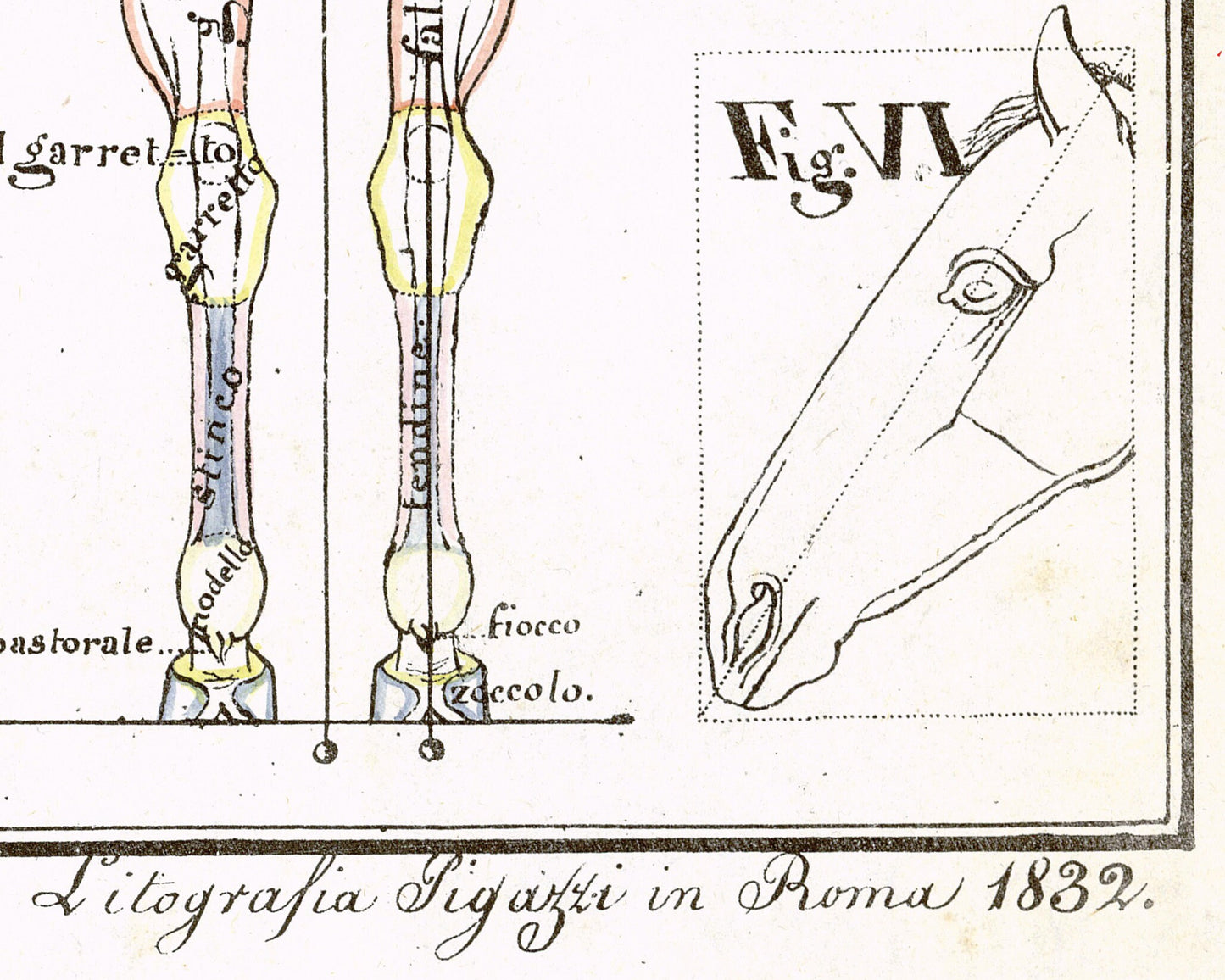 Vintage anatomical illustration | Horse anatomy | Hippographyometry | Antique Italian infographic | Veterinarian and doctor gift