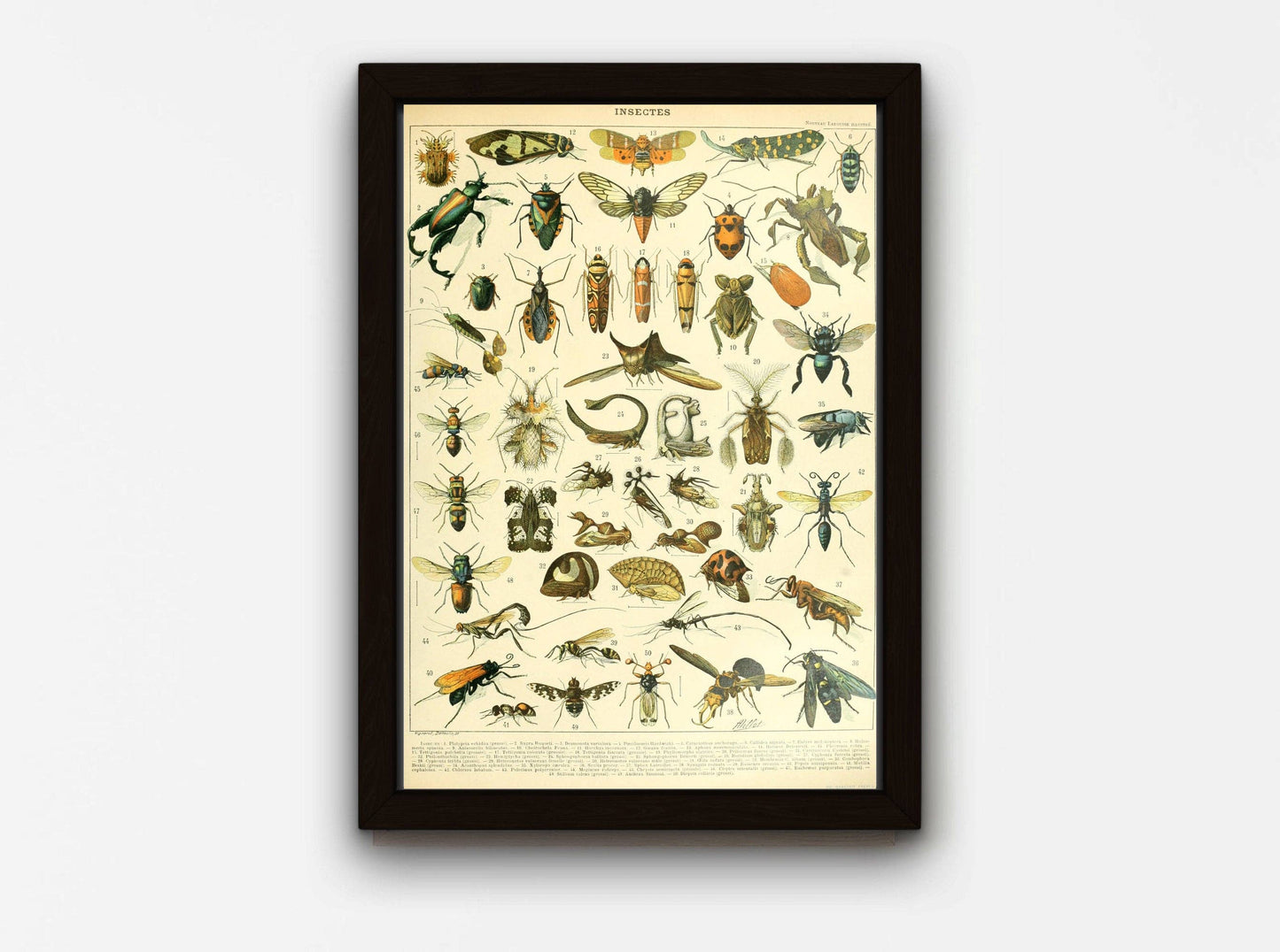 Entemology Chart - Insects B, by Adolphe Millot