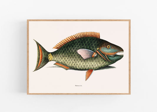 Parrot Fish (Psittacus Piscis Viridis), 1754, by Mark Catesby